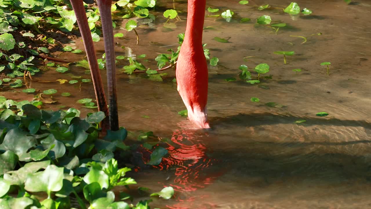 flamenco vadeando y alimentándose en un estanque