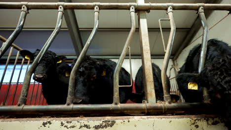 closeup of angus cattle feeding in a barn, showcasing sustainable farming practices as they stick heads through grates