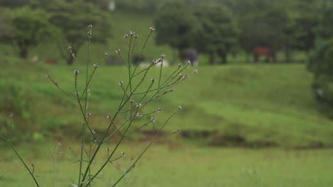 Kleine-Pflanze-Mit-Violetten-Blättern-Mit-Pferden-Im-Hintergrund