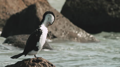 un cormorán de varios colores acicalándose junto al océano - de cerca