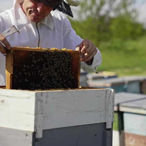 apiarist examines bees in sunny day. beekeeper in white suit holding a frame with bees and putting it into a beehive. apiculture concept