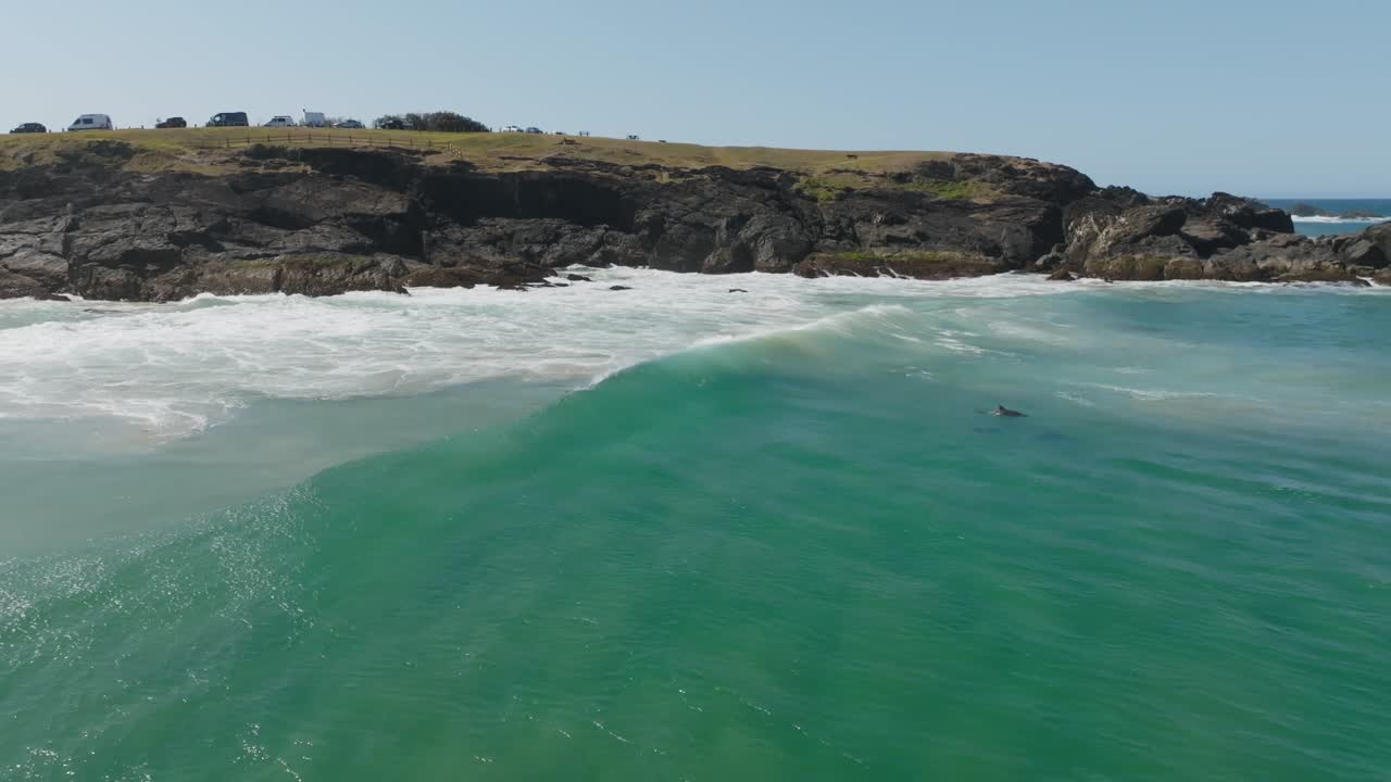 Dolphins swimming through ocean waves at shoreline in New South Wales, Australia