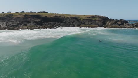 dolphins swimming through ocean waves at shoreline in new south wales, australia