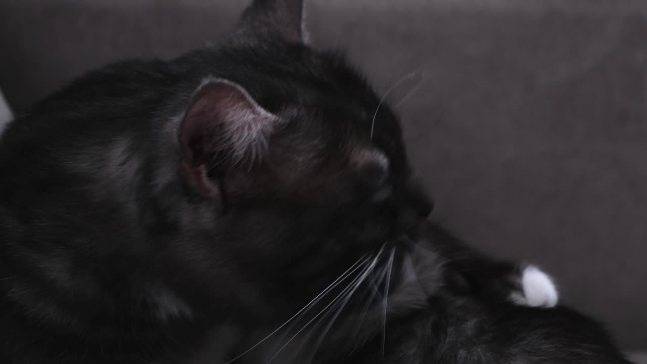 검은색과 회색의 고양이가 몸을 고 있는 클로즈업