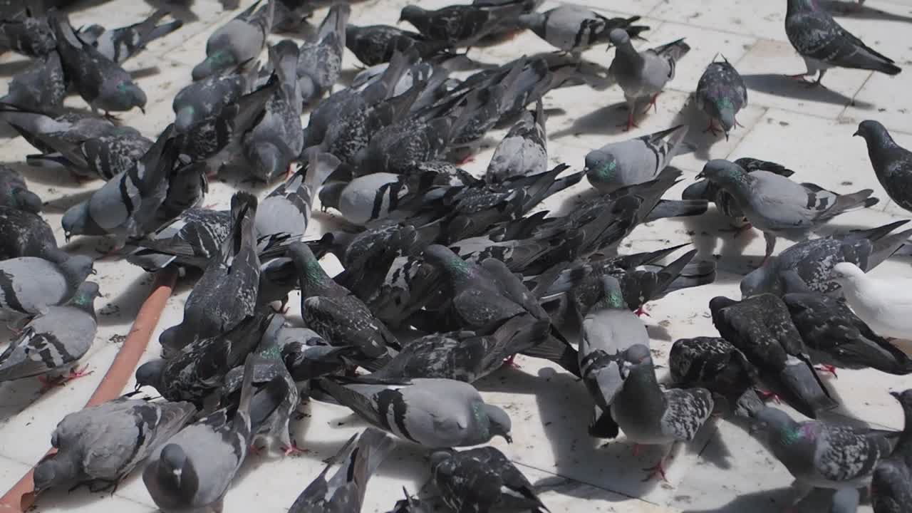 un gran rebaño de palomas comiendo en el suelo