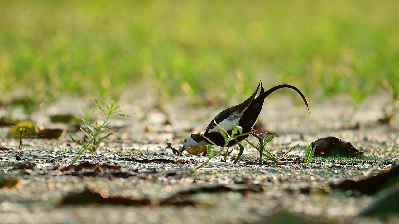 Den elegante bevægelse af en fasanhalet jacana fremhæves, mens den spiser flydende vegetation i en fredfyldt solopgangsmose