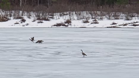 two geese taking off and sliding on frozen lake upon landing