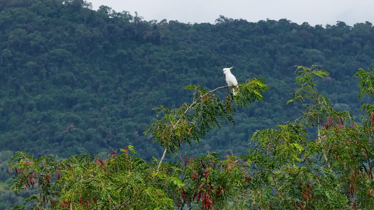 A stunning sulphur-crested cockatoo (Cacatua galerita) perched on a tree branch in the lush tropical rainforest of Port Douglas, Queensland, Australia. This white parrot with its distinctive yellow crest is captured in serene aerial footage, showcasing its natural habitat amidst vibrant greenery and