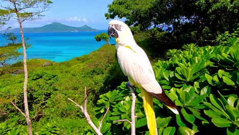 white parrot overlooking a tropical ocean view