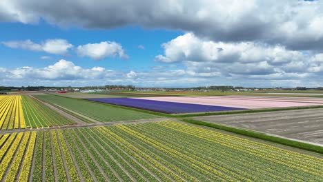 flying over colorful tulip fields