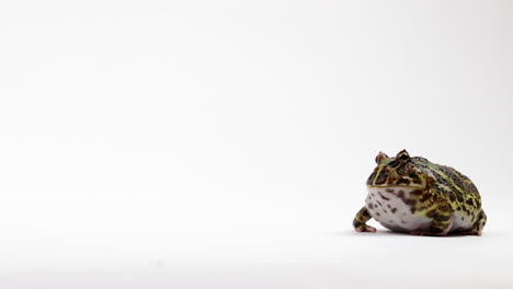 rana cornuda ornamentada africana aislada sobre fondo blanco - toma panorámica