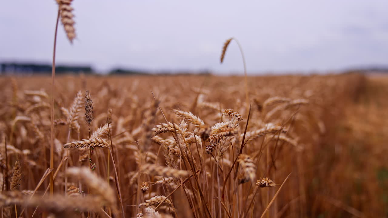 Dry grain spikelets on blurred field background. Ripe wheat ears swaying in wind. Field of agriculture crop at harvesting time. Close-up.