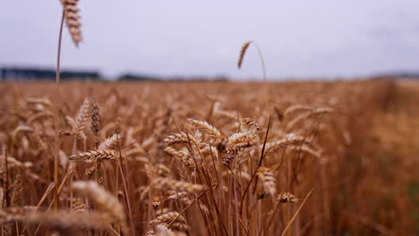 dry grain spikelets on blurred field background. ripe wheat ears swaying in wind. field of agriculture crop at harvesting time. close-up.