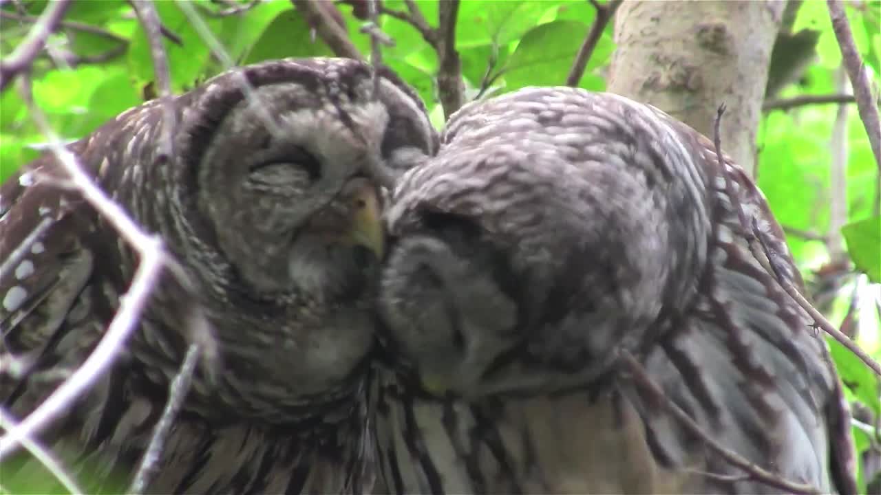 나무 1에 두 막대 올빼미 키스