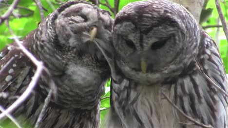 two barred owls kiss in a tree 1