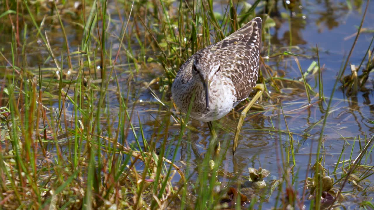 pájaro calidris pugnax en busca de comida en la orilla del estanque con plantas de agua verde