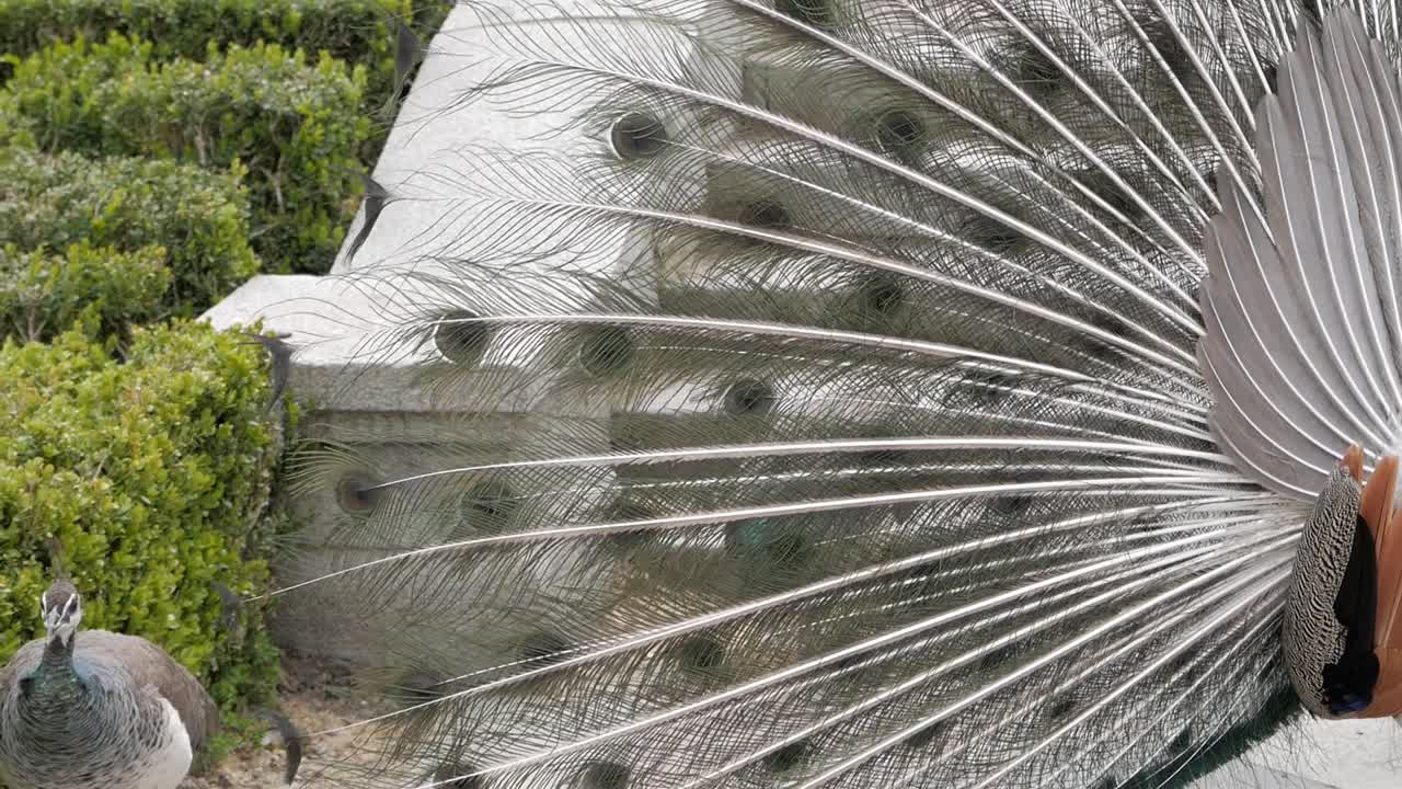 뒤에서 본 두 암컷 공작에게 보이는 공작의 구애 표시