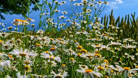 blooming chamomile wildflowers in sunny summer meadow under cloudy sky
