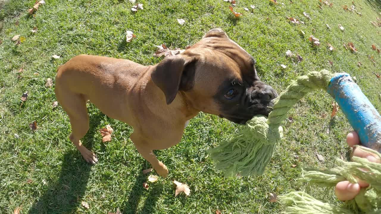 Boxer dog running on the grass while playing with a toy outdoors in a park. Animals concept.