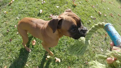 boxer dog running on the grass while playing with a toy outdoors in a park. animals concept.