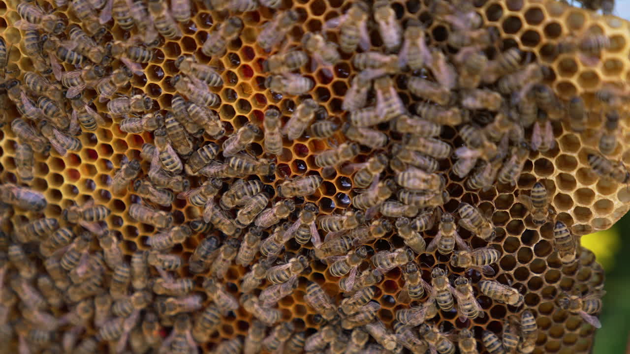 Bees swarming on honeycomb. Close up of bee working in the hive.