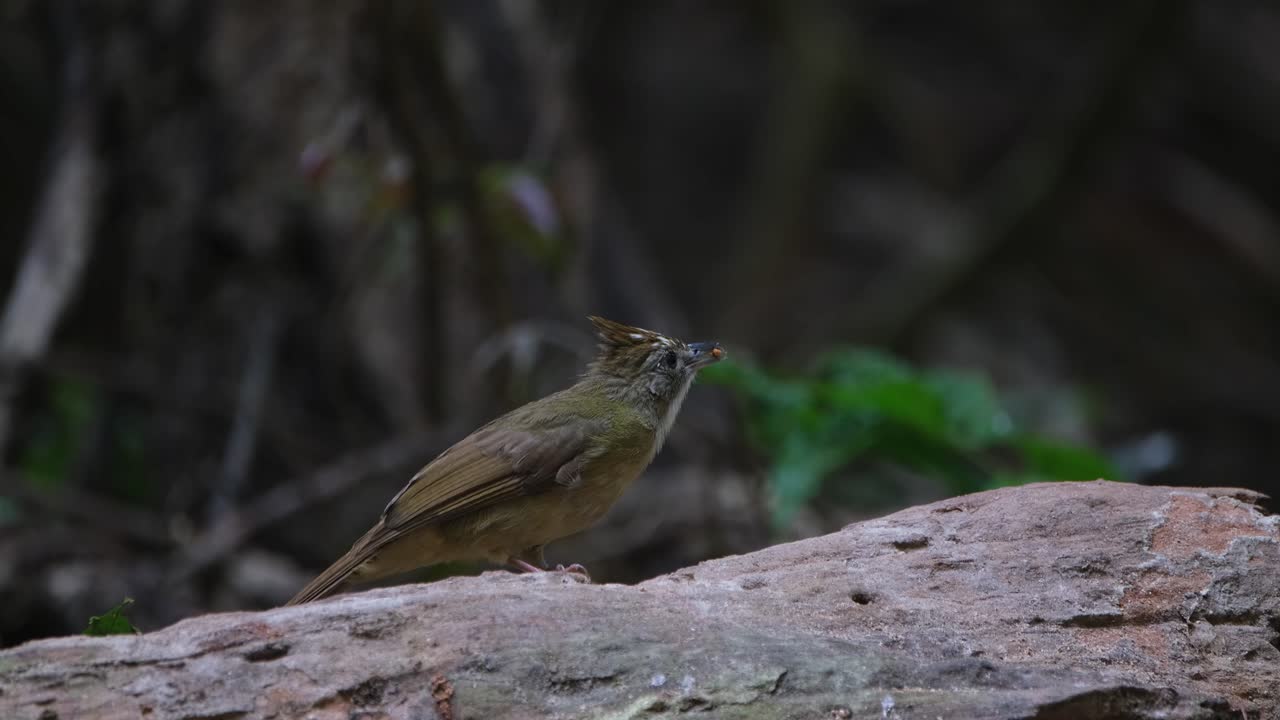 visto en un tronco mirando hacia la derecha mientras se alimenta y luego vuela lejos, bulbul de garganta hinchada alophoixus pallidus, tailandia
