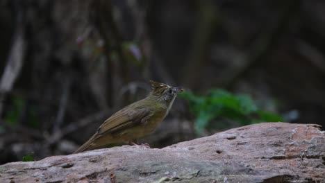 seen on a log facing to the right while foraging then flies away, puff-throated bulbul alophoixus pallidus, thailand