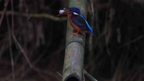 seen facing to the left motionless and then starts banging the fish on the bamboo to soften it before eating