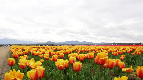 vibrant yellow tulip fields are part of a tourist attraction in washington state.