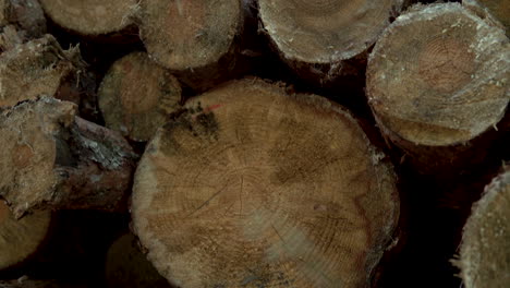 deforested wood logs cut for furniture