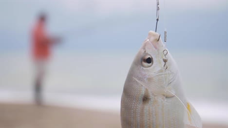 fish hangs from hook of fishing rod on beach coastline