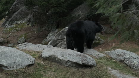 un oso negro caminando en un hábitat de montaña