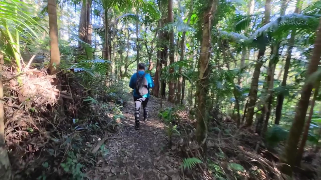 Um homem com uma mochila caminha por uma trilha densa de floresta tropical em Binna Burra, Austrália