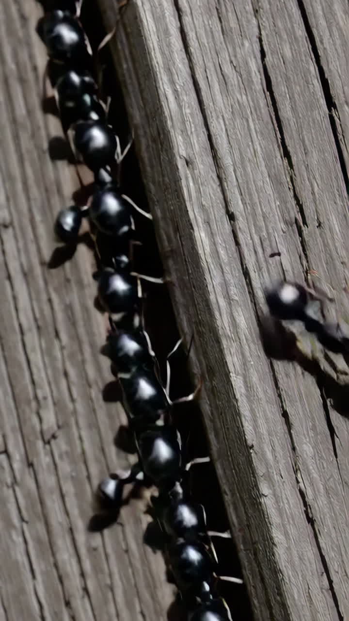 Ants Moving Along Wooden Plank