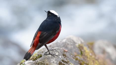 El-Colirrojo-De-Cabeza-Blanca-Es-Conocido-Por-Su-Hermosa-Corona-Blanca,-Alas-De-Color-Azul-Oscuro-Negruzco-Y-Marrón-Debajo-De-Las-Plumas-Y-Su-Cola-Comienza-Con-Rojo