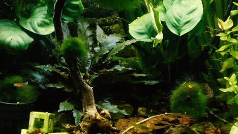 tanque de peces y camarones plantados