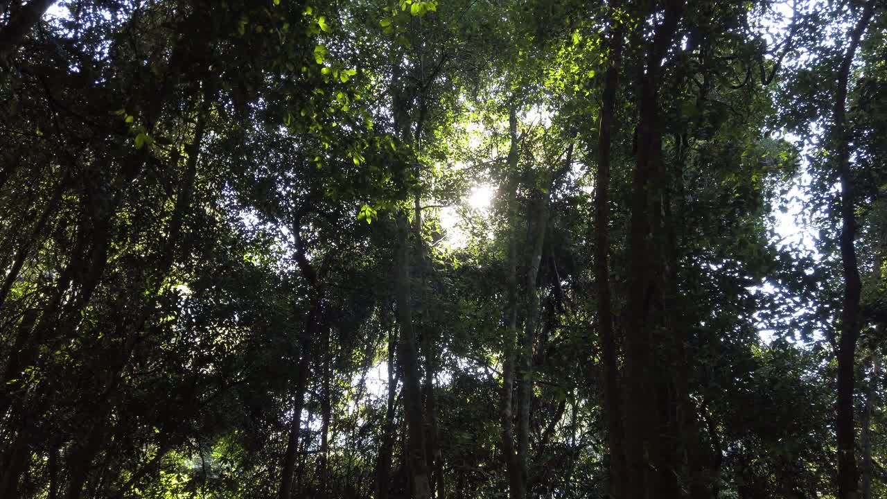 luz del sol que pasa a través de los árboles en el bosque
