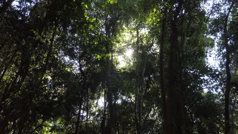 Sunlight-Passing-Through-Trees-In-The-Forest