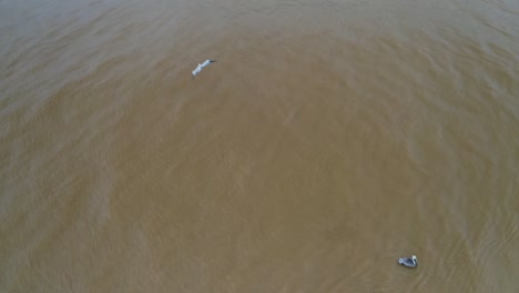 Pelícano-Volando-Y-Cazando-Sobre-El-Agua-Del-Estuario-Del-Mar-Salobre,-Vista-Aérea