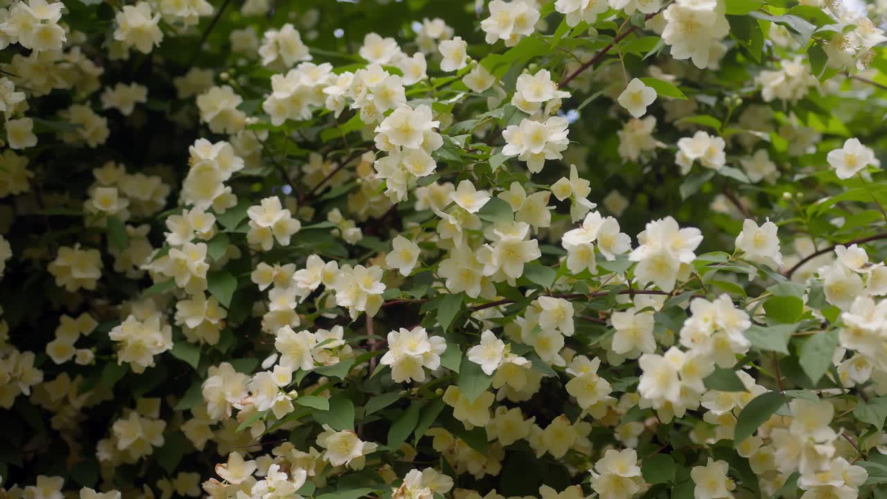 Close-up of vibrant spring flowers gently swaying with soft sunlight at Lake Como, Italy (Lago di Como, Italia)