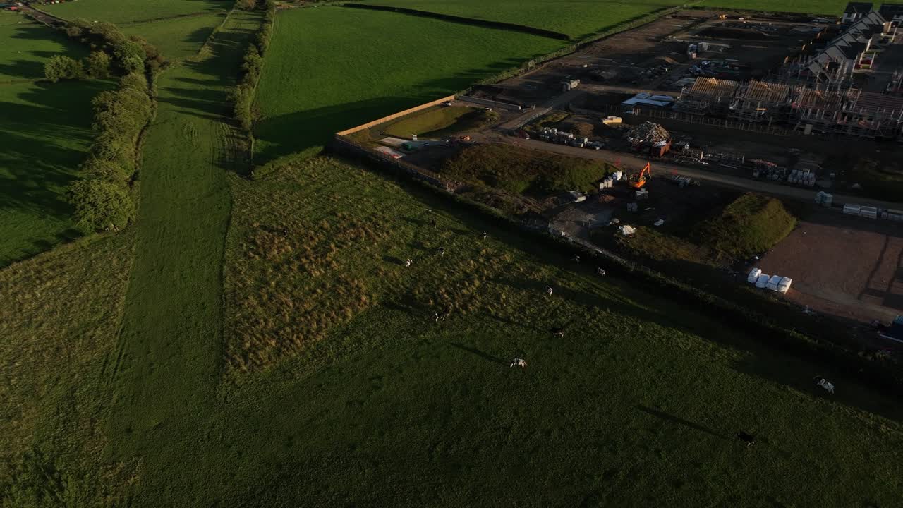 스코틀랜드 의 주택 단지 밖 에 있는 소 들 의 공중  ⁇ 도 촬영