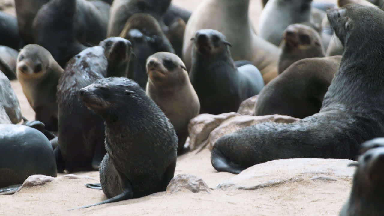 앞뒤로 움직이는 밀집된 모래 해변의 케이프 물개 그룹