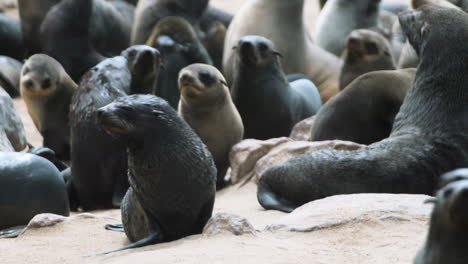 group of cape fur seals on sandy beach densely packed together moving back and forth