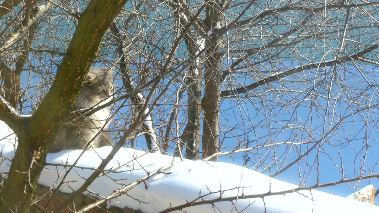 밖에서 앉아 있는 회색 고양이