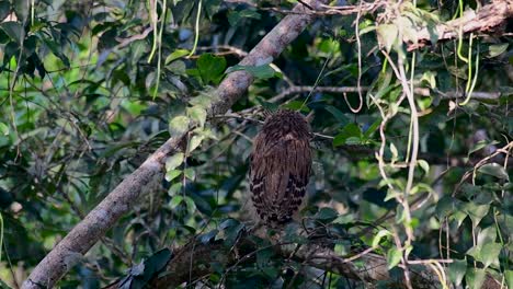 Die-Buffy-Fish-Owl-Ist-Eine-Große-Eule-Und-Doch-Die-Kleinste-Unter-Den-Vier-Fischeulen