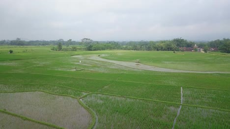 campo de arroz inundado con planta de arroz joven