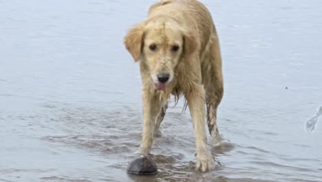 cute retriever playing at beach