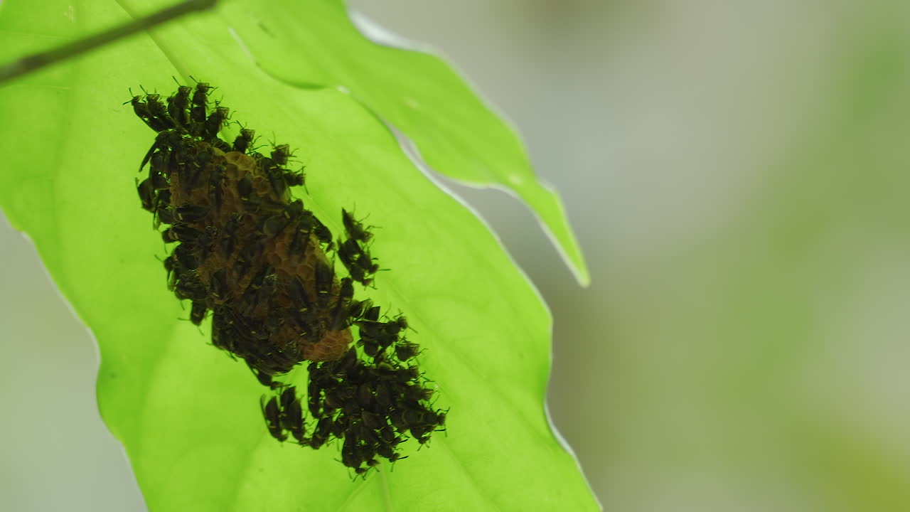 종이 둥지에 달라붙는 성인 검은 말벌, 정적 롱샷