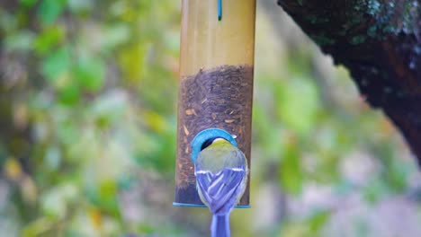 hd super slow motion footage of birds flying to a bird feeder and eating seeds