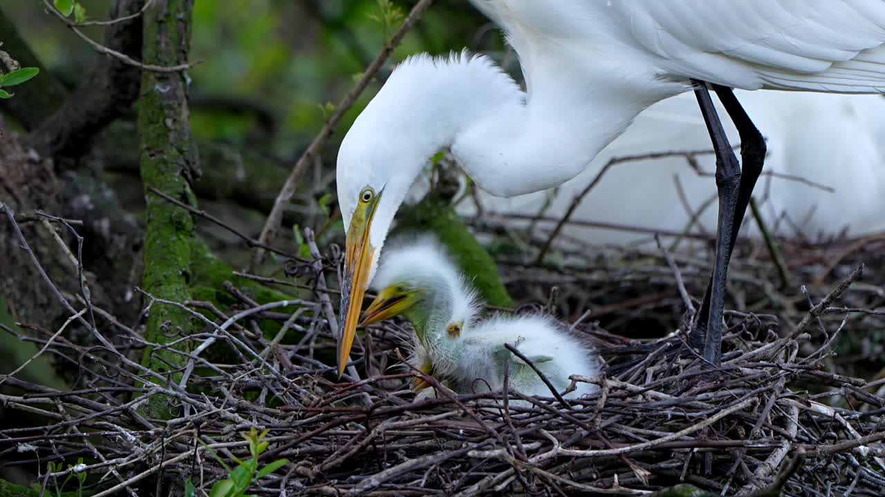 A great egret feeding its baby chicks